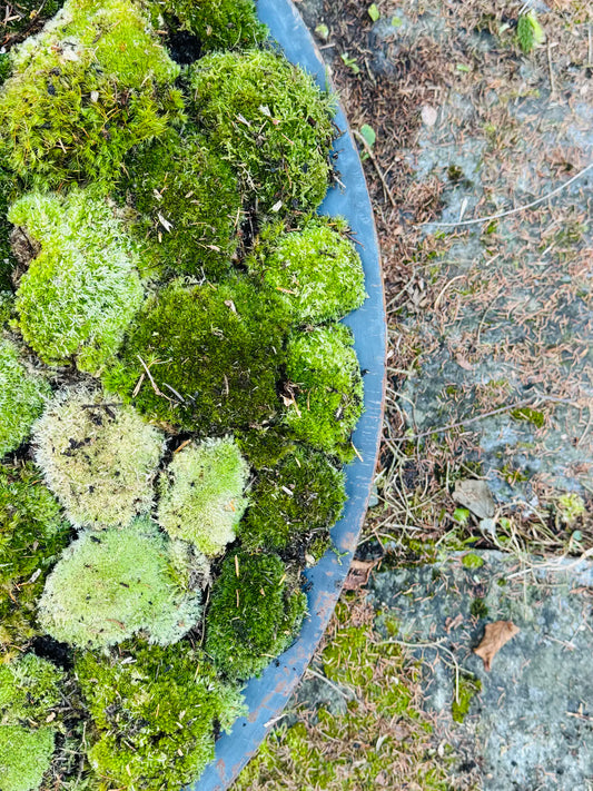 Moosschale – gewölbte Scheibe