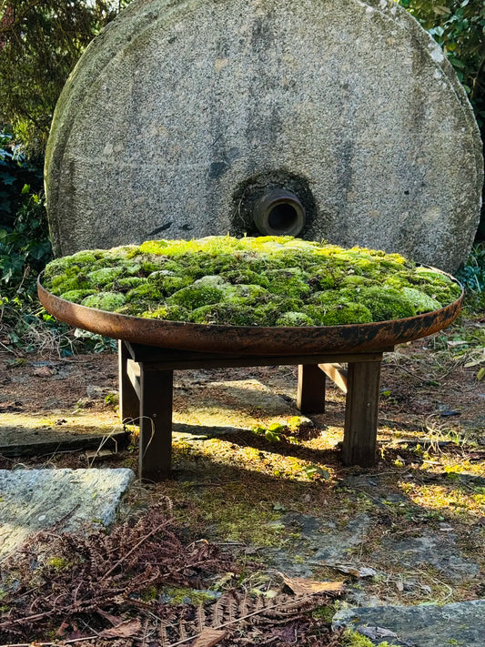 Moosschale – flachgewölbte Form